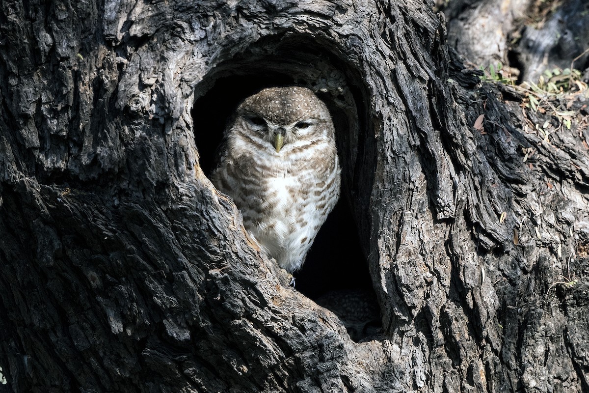 Spotted Owlet - ML619729608