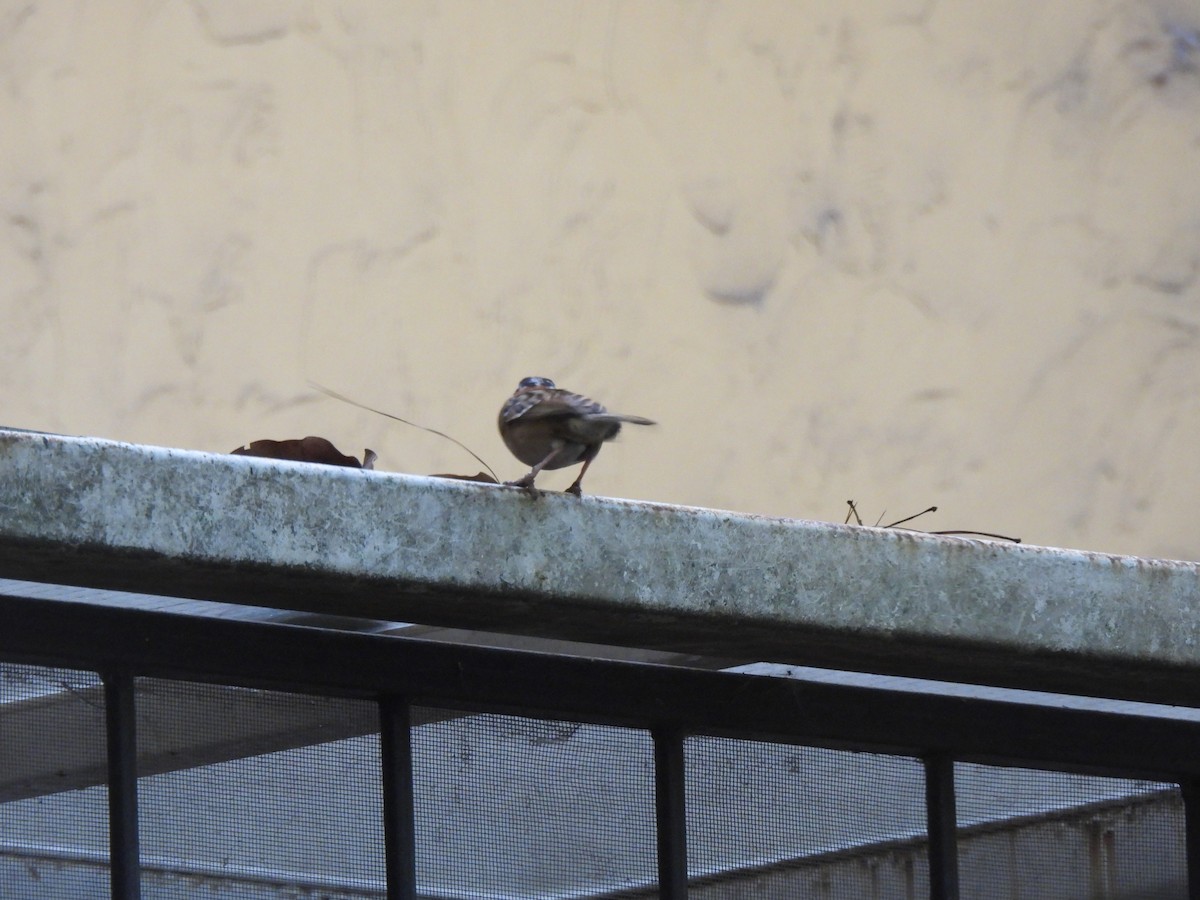 Rufous-collared Sparrow - ML619729614