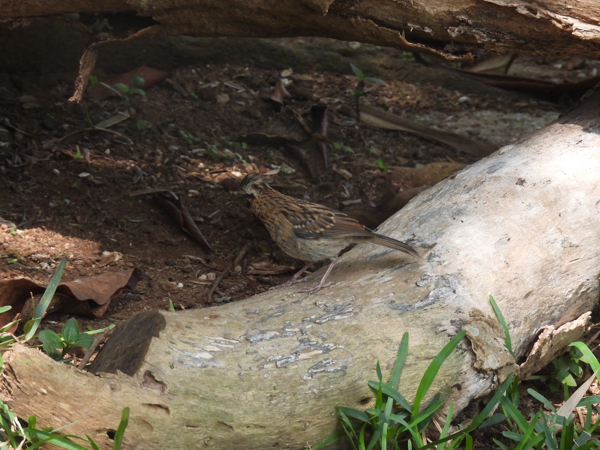 Rufous-collared Sparrow - ML619729615