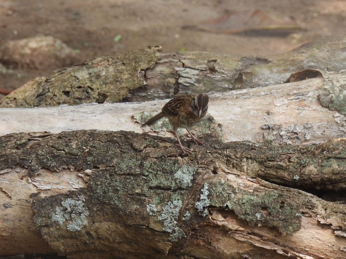 Rufous-collared Sparrow - ML619729616