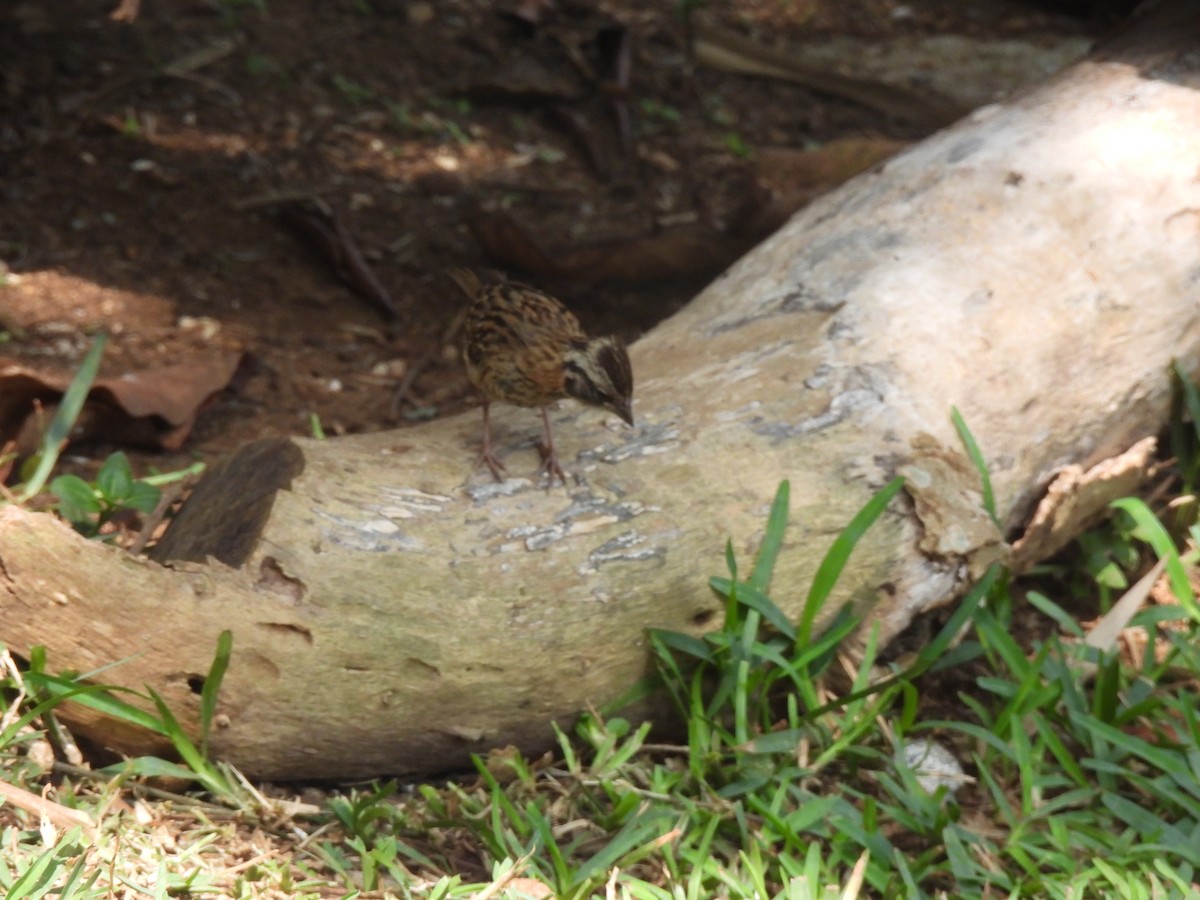 Rufous-collared Sparrow - ML619729630