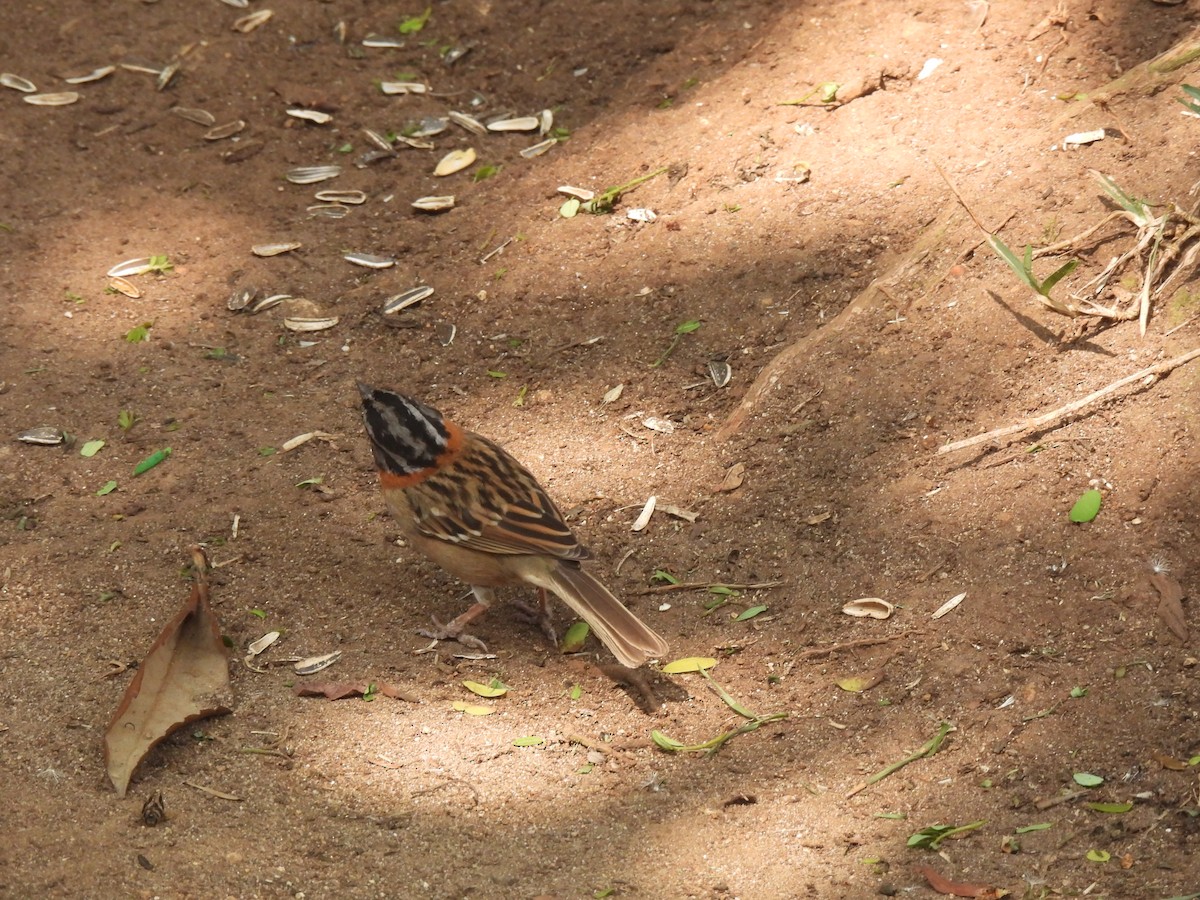 Rufous-collared Sparrow - ML619729631