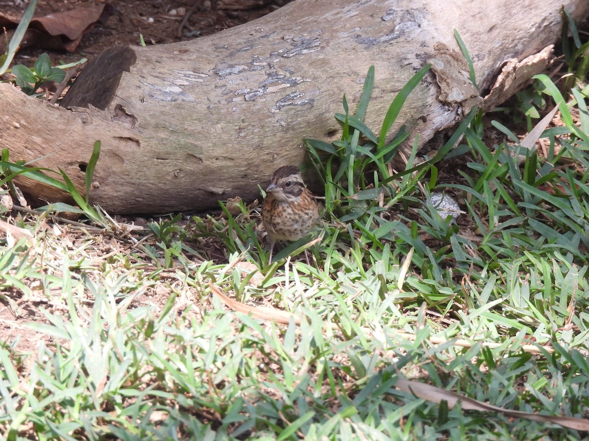 Rufous-collared Sparrow - ML619729632