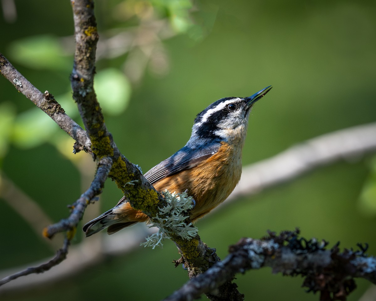 Red-breasted Nuthatch - ML619729634