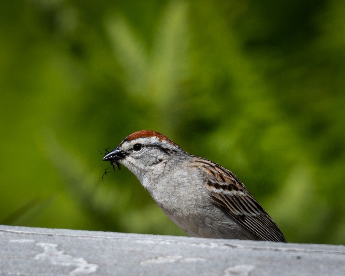 Chipping Sparrow - ML619729642