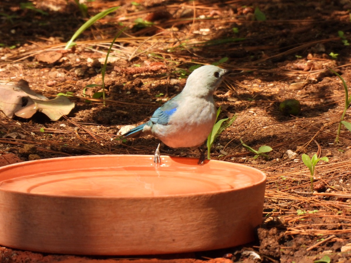 Blue-gray Tanager - ML619729644