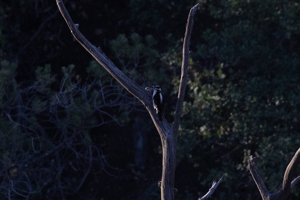 Hairy Woodpecker (Rocky Mts.) - ML619729648