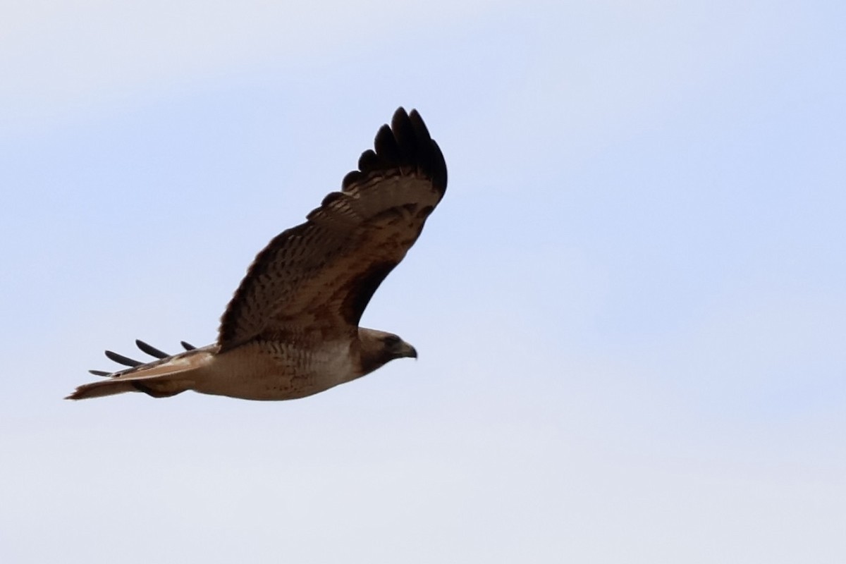 Red-tailed Hawk - ML619729659