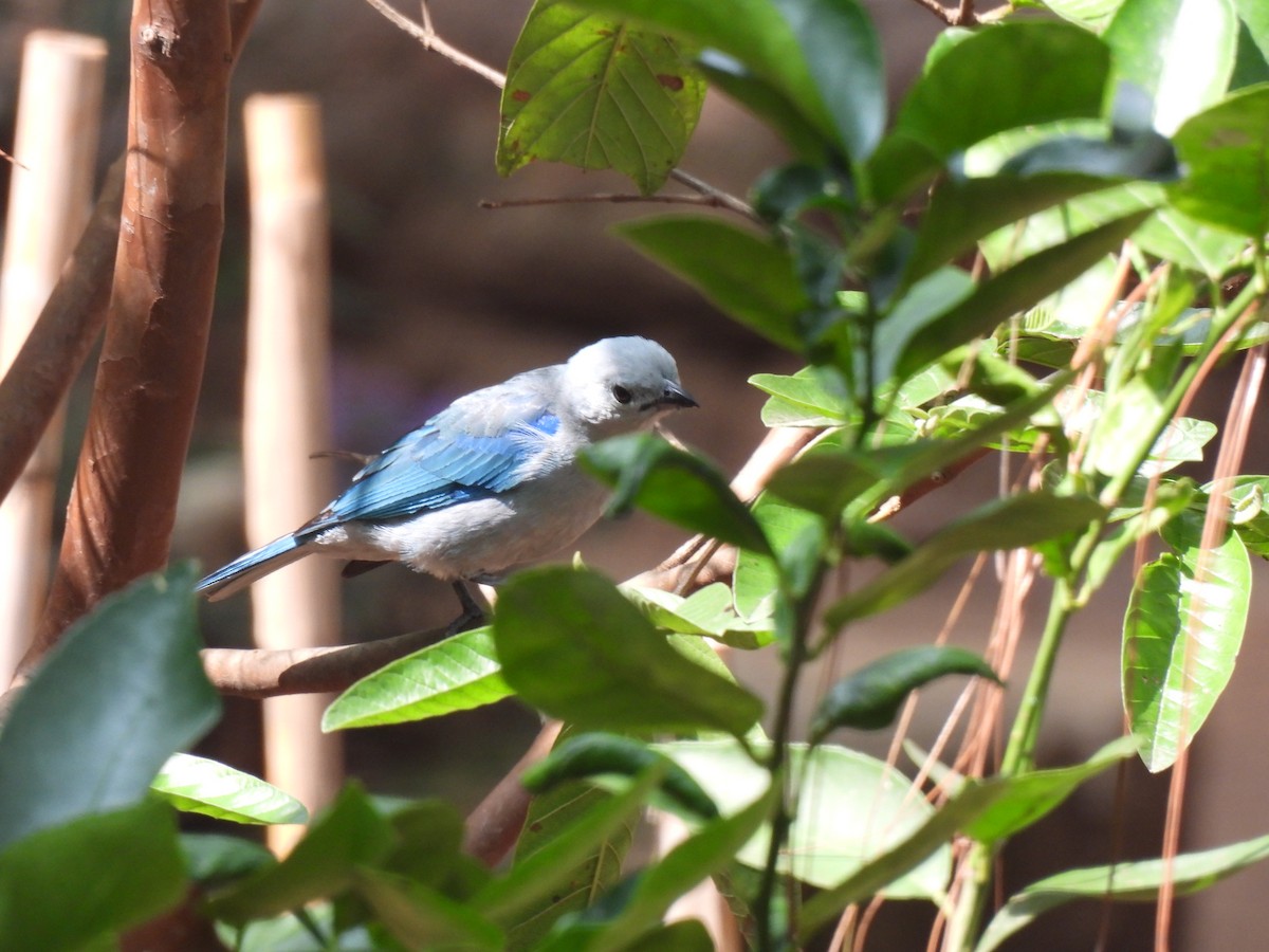 Blue-gray Tanager - ML619729666