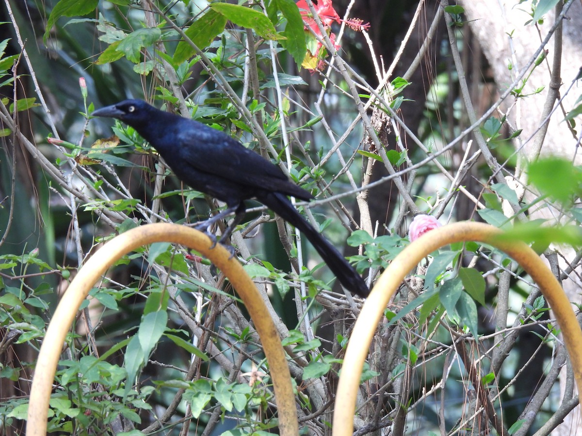 Great-tailed Grackle - ML619729673