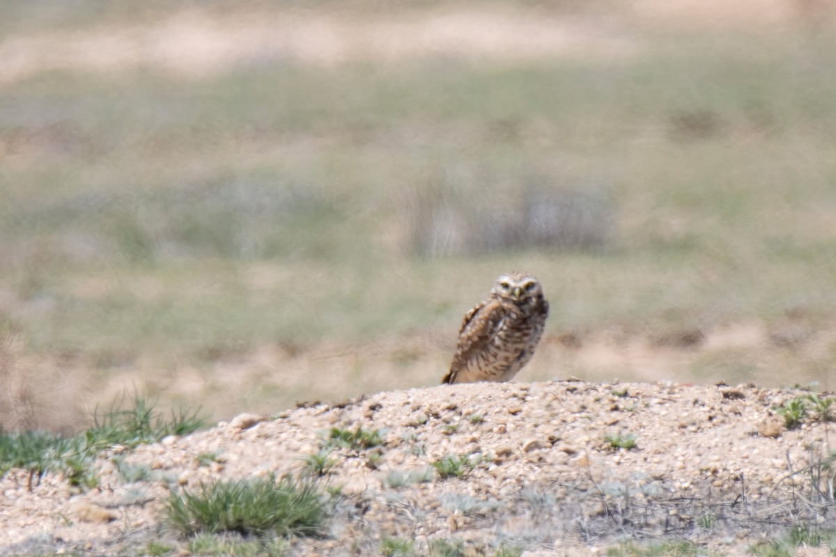 Burrowing Owl - ML619729678
