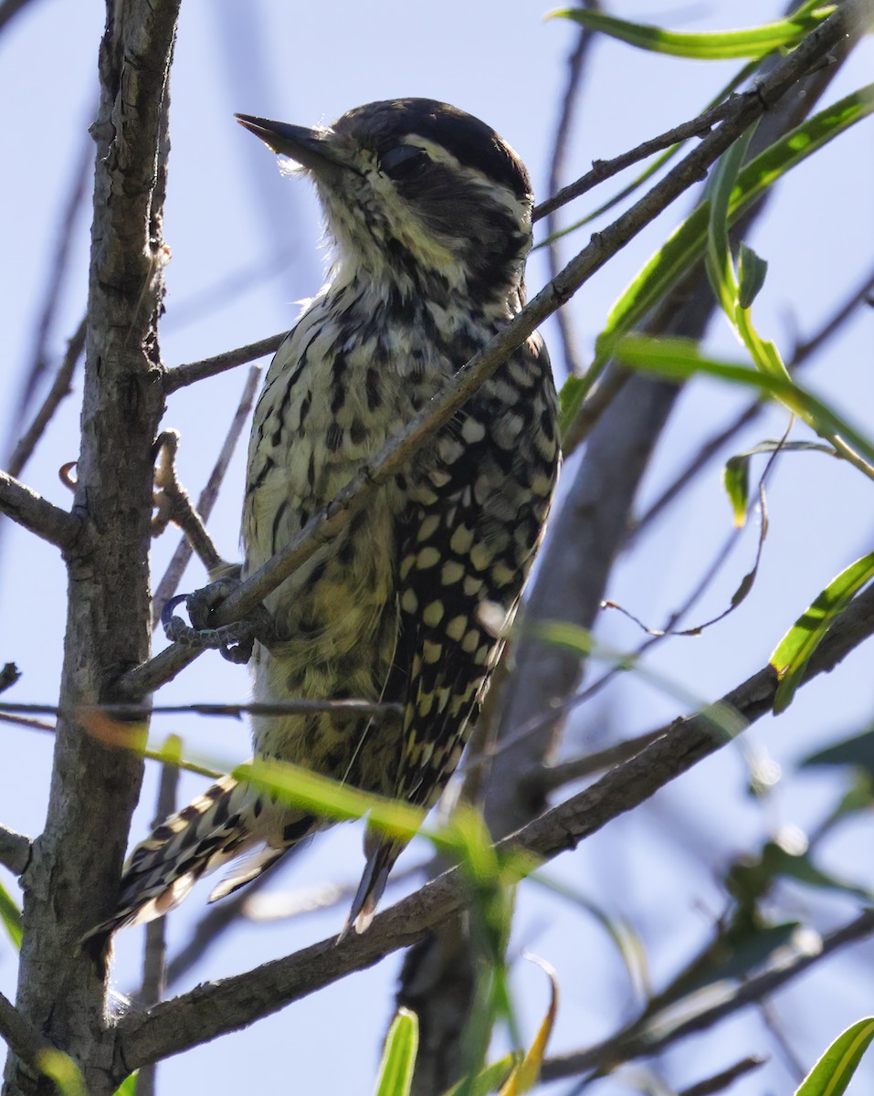 Checkered Woodpecker - ML619729683