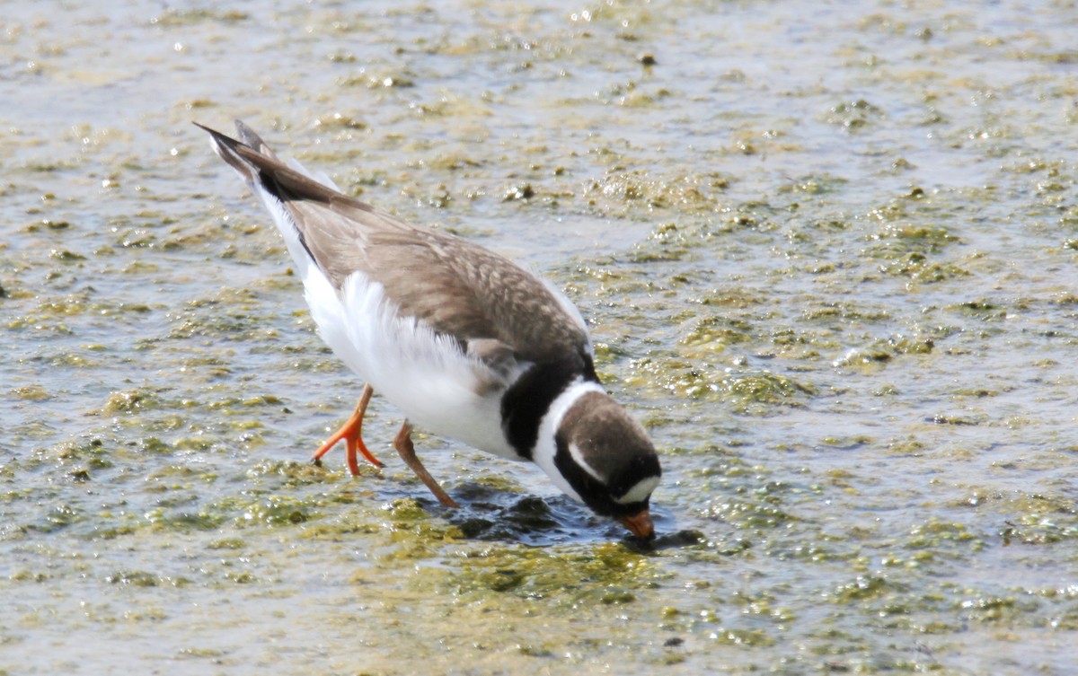 Common Ringed Plover - ML619729692