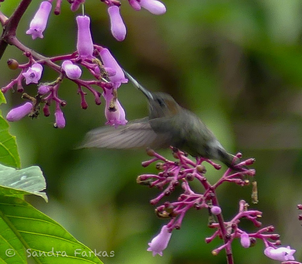 kolibřík zelenočelý - ML619729714
