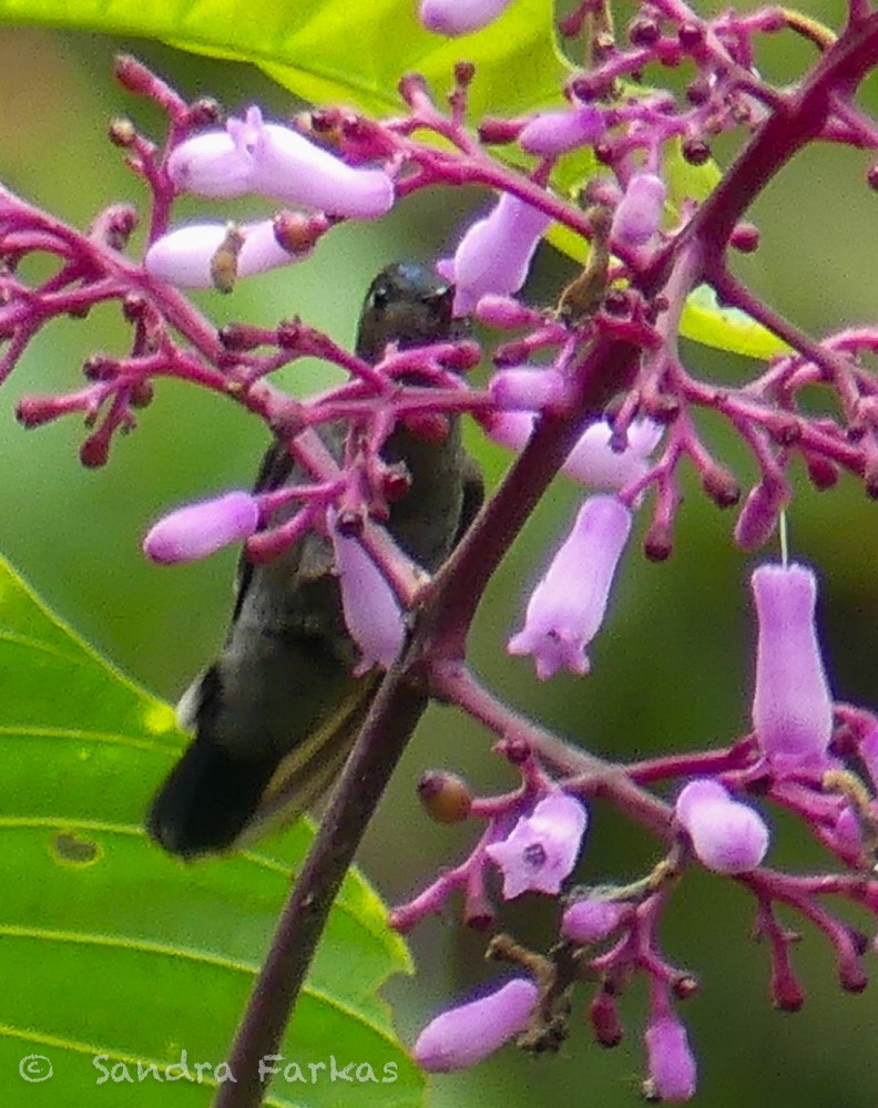 kolibřík zelenočelý - ML619729715