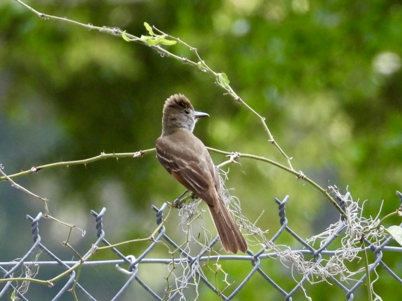 Great Crested Flycatcher - ML619729759