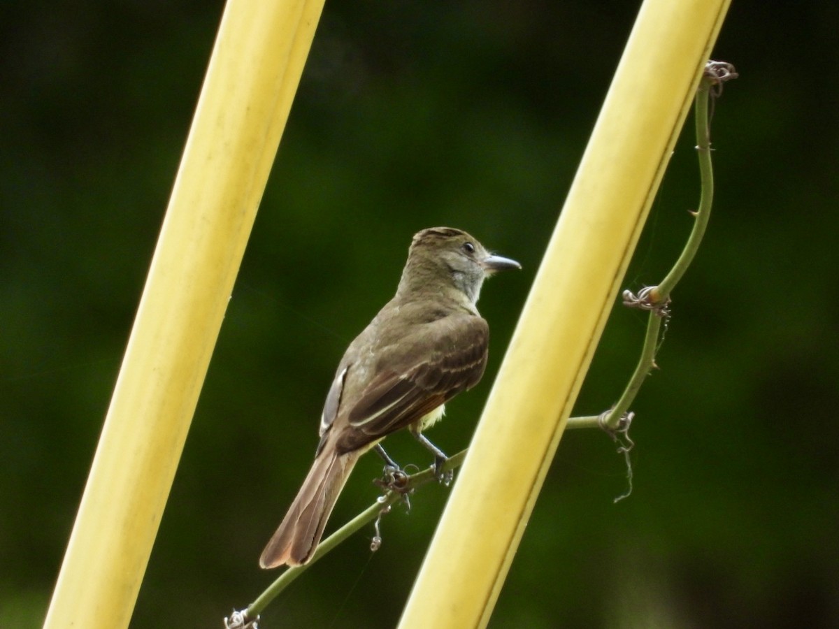 Great Crested Flycatcher - ML619729760