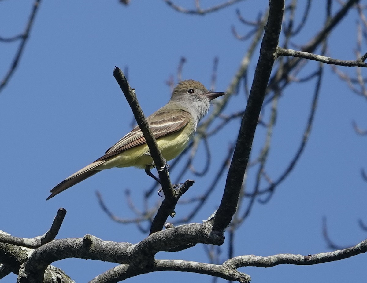 Great Crested Flycatcher - ML619729761