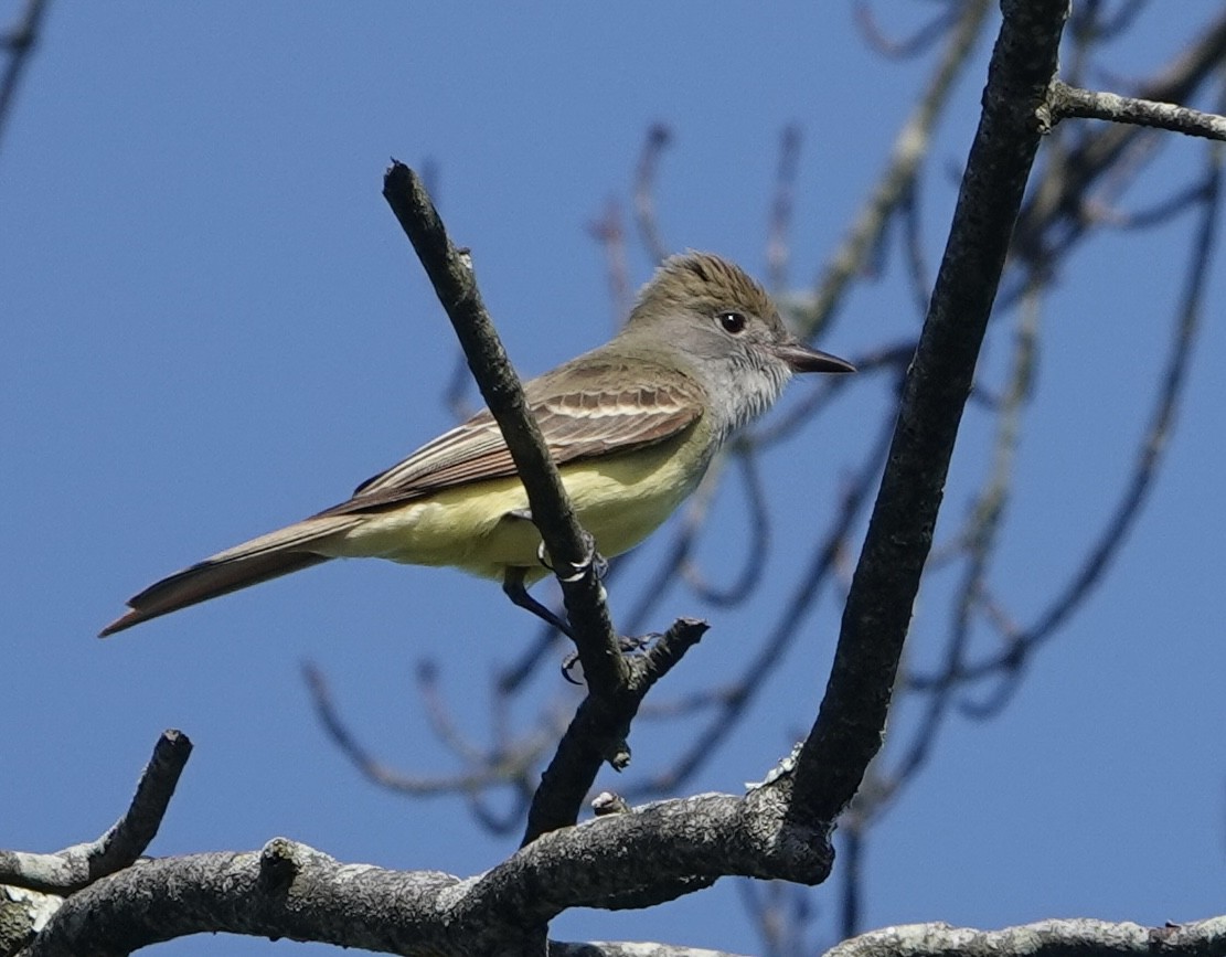 Great Crested Flycatcher - ML619729762