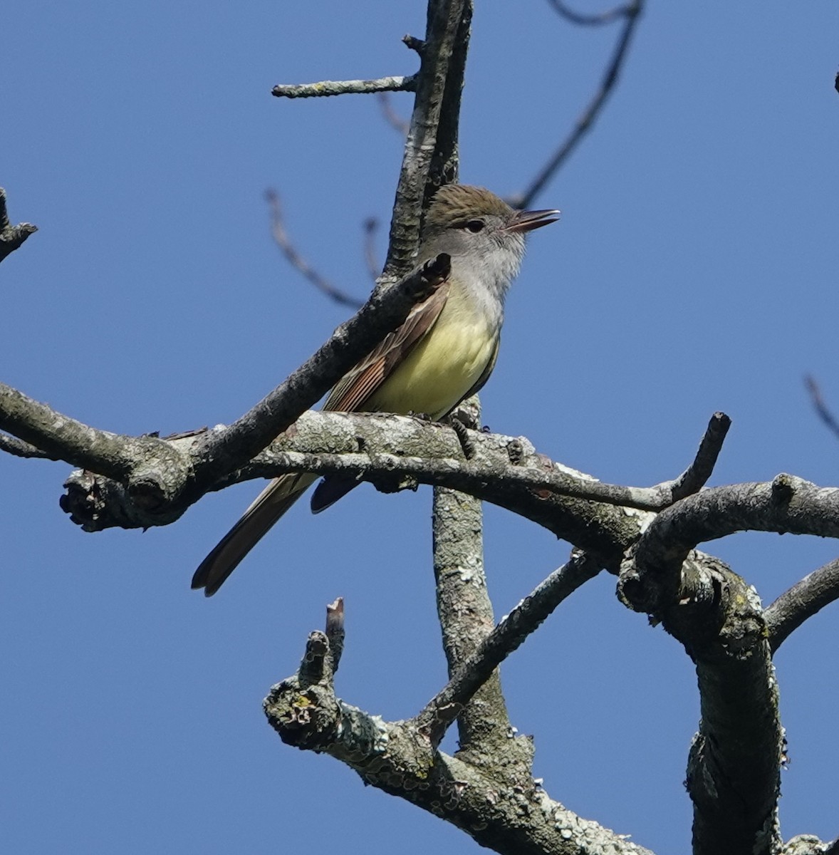Great Crested Flycatcher - ML619729763