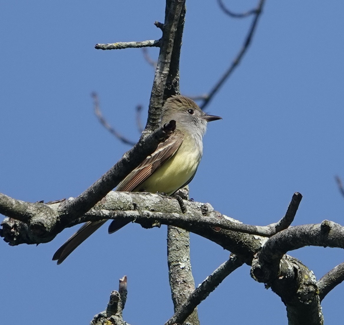 Great Crested Flycatcher - ML619729764
