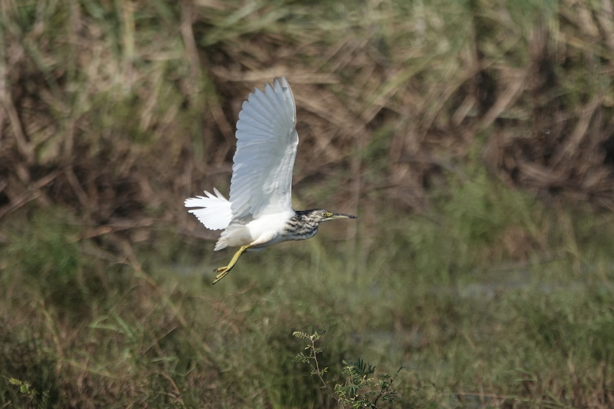 Malagasy Pond-Heron - ML619729892