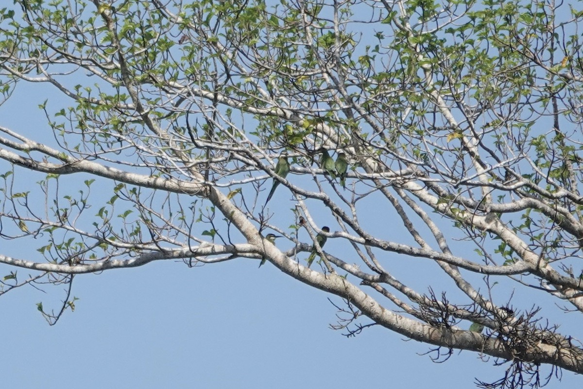 Madagascar Bee-eater - ML619729932