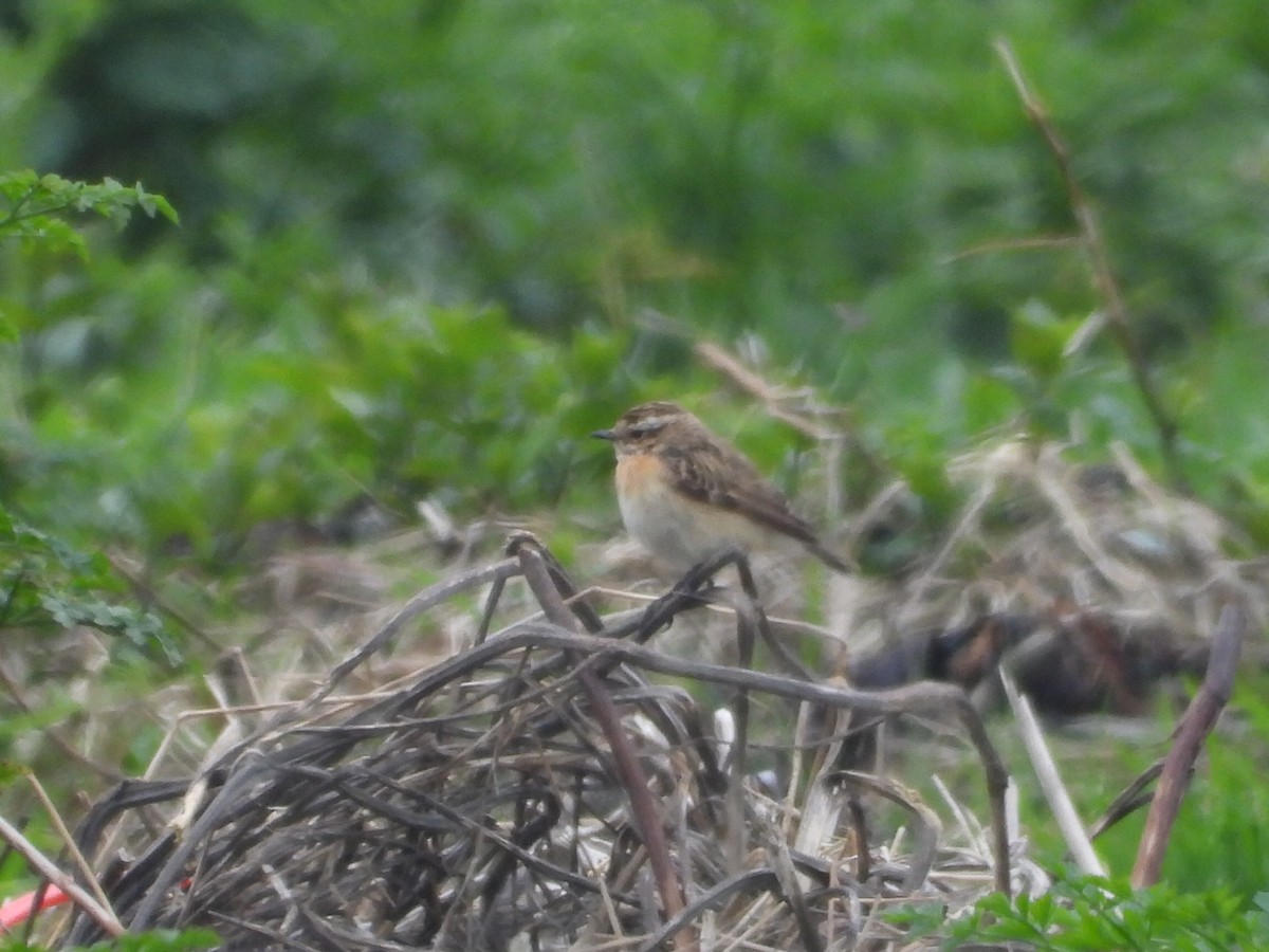 Whinchat - ML619729951