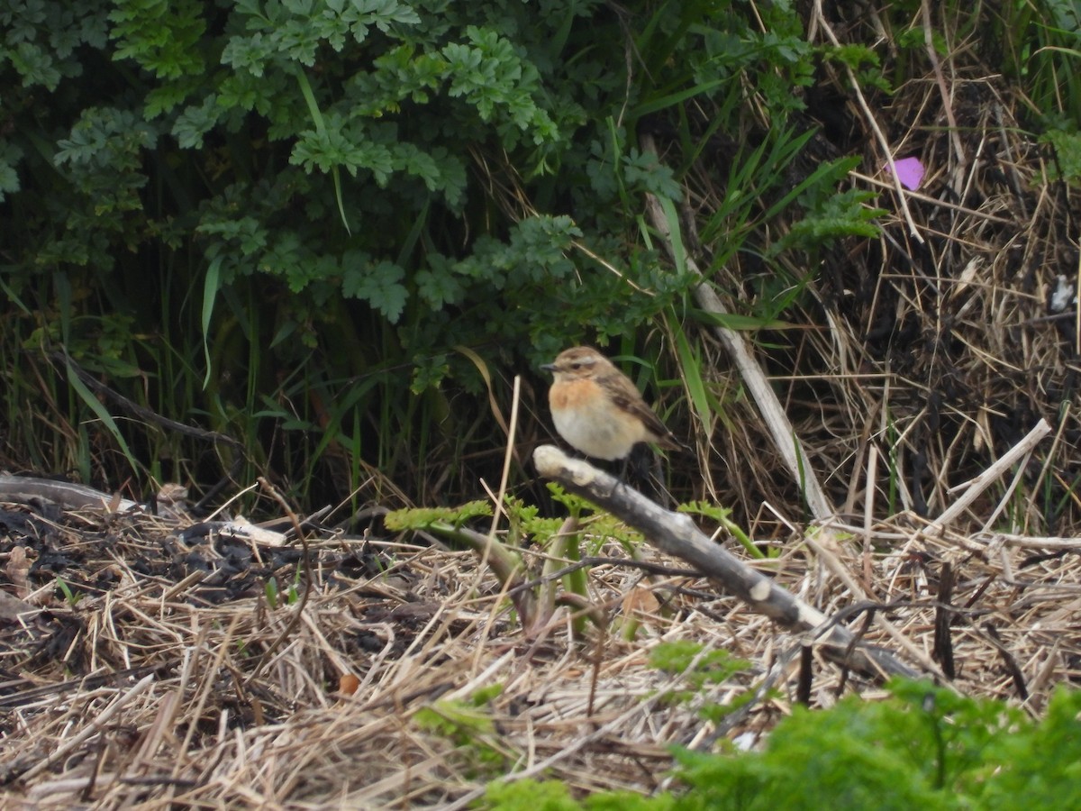 Whinchat - ML619729953