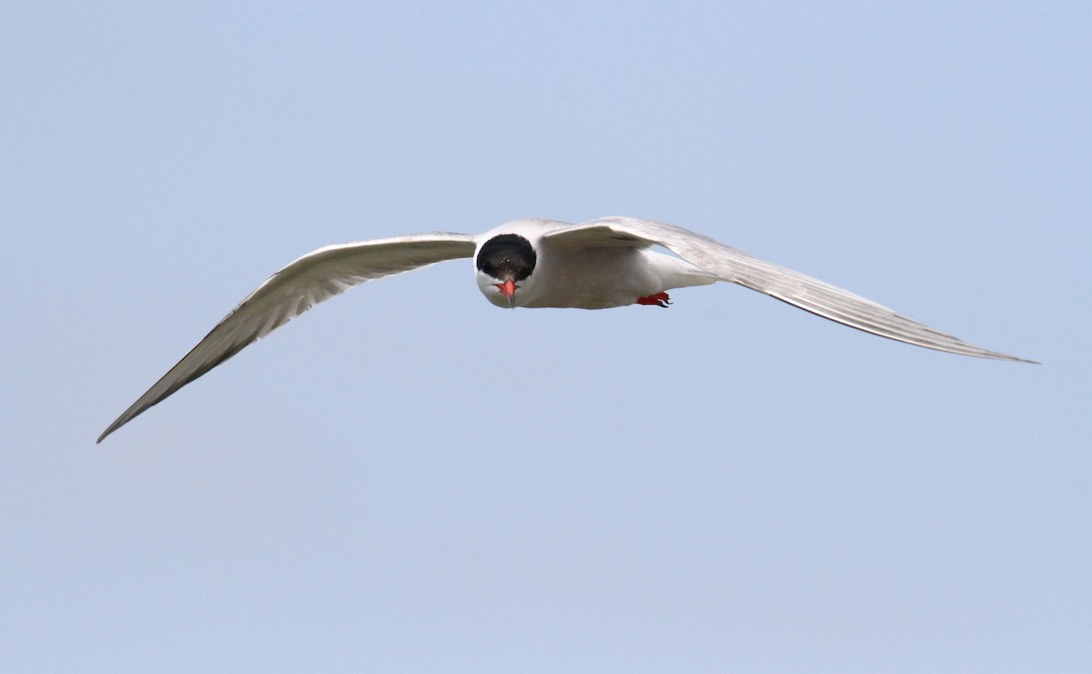 Common Tern - ML619729997
