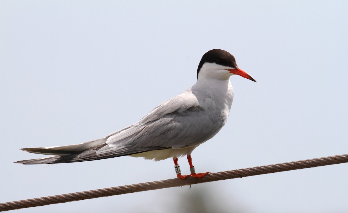 Common Tern - ML619729998