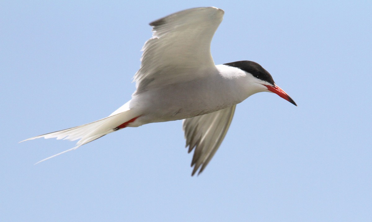 Common Tern - ML619730001