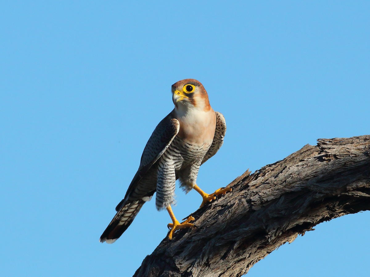Red-necked Falcon - ML619730021