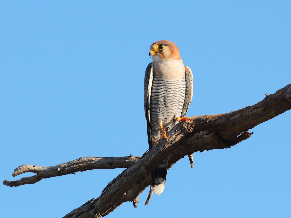 Red-necked Falcon - ML619730027