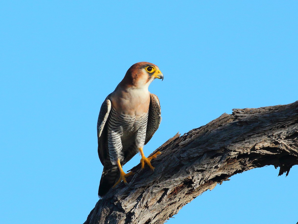 Red-necked Falcon - ML619730034
