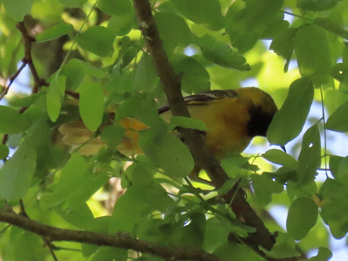 Orchard Oriole - ML619730050