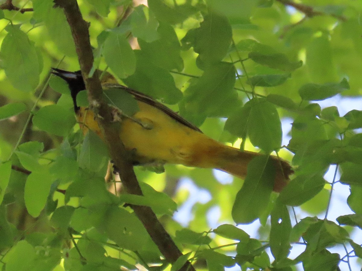Orchard Oriole - ML619730051