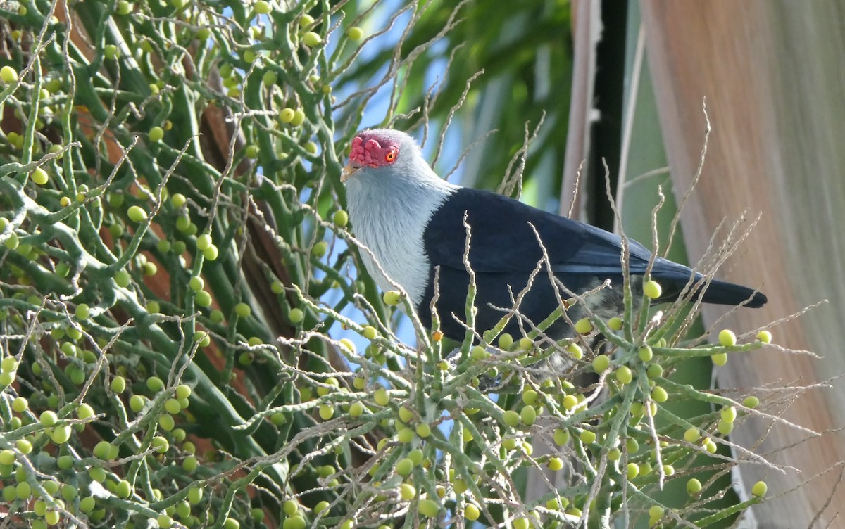 Seychelles Blue-Pigeon - ML619730066