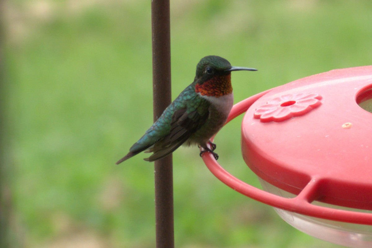 Ruby-throated Hummingbird - ML619730077