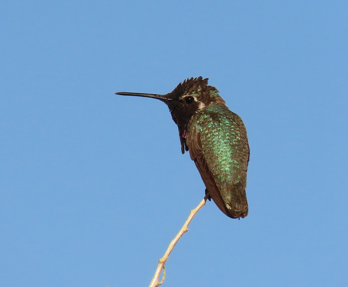 Costa's Hummingbird - ML619730099