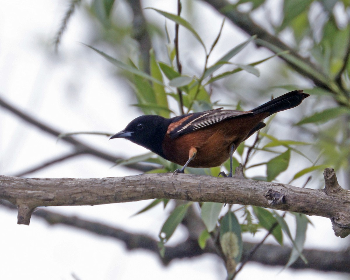 Orchard Oriole - ML619730107
