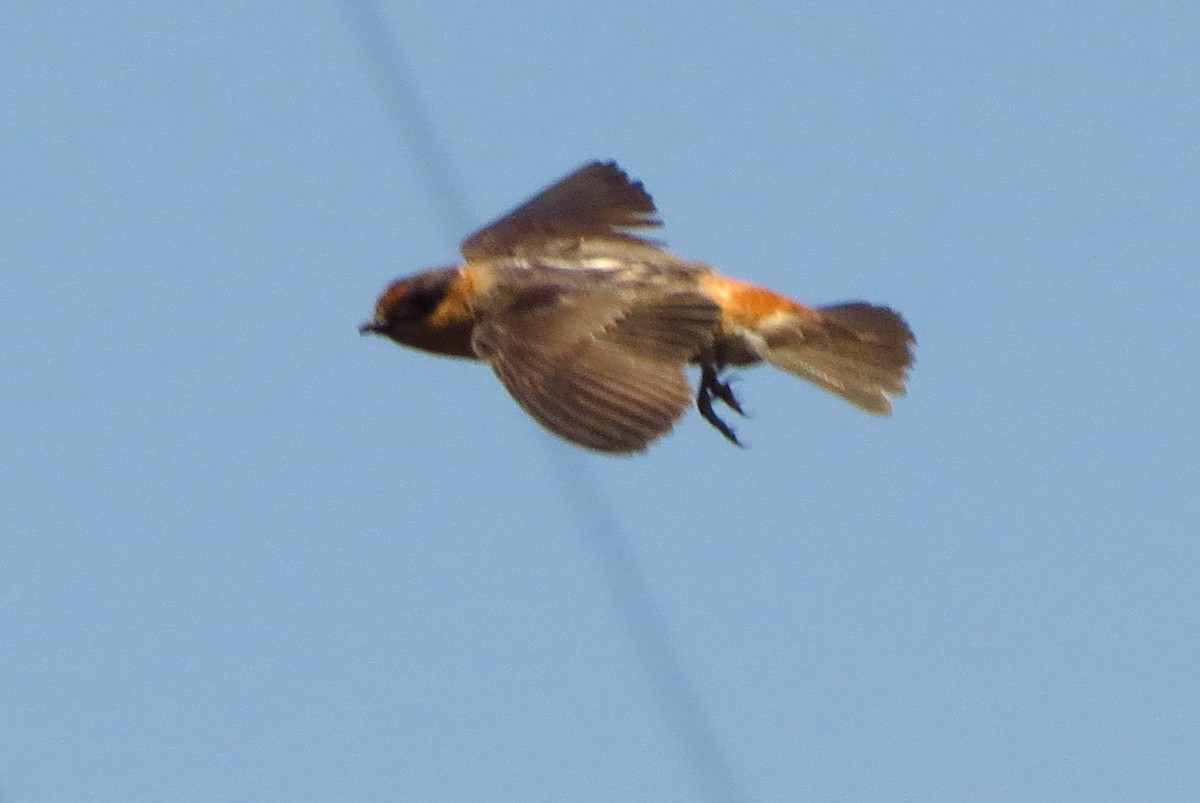 Cave Swallow - ML619730129
