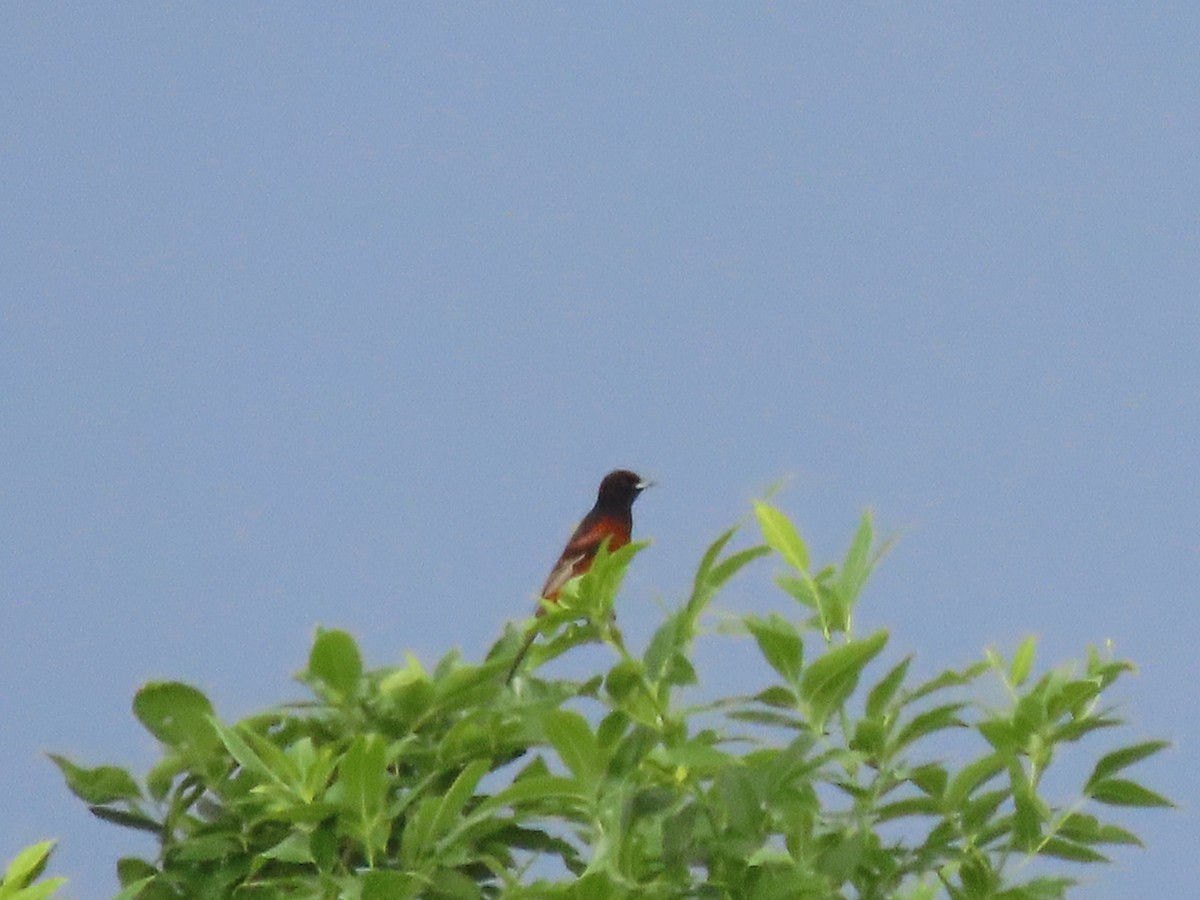 Orchard Oriole - ML619730146