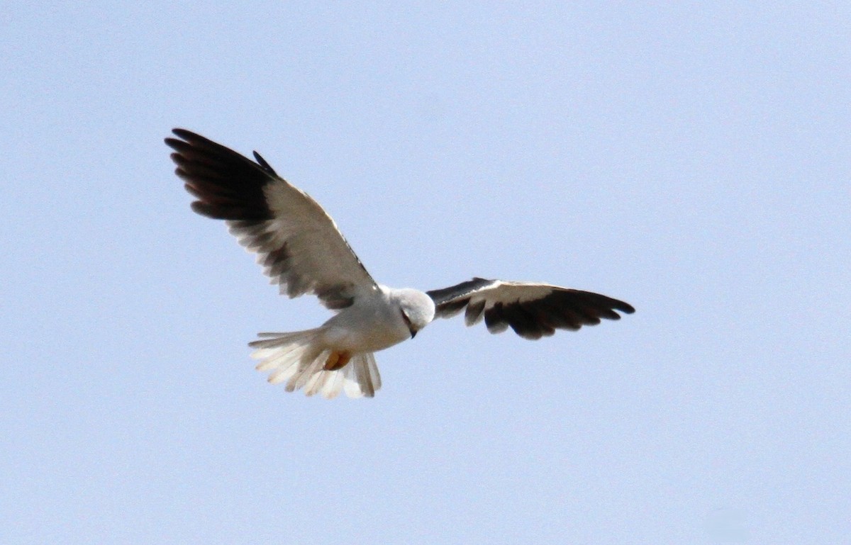 Black-winged Kite - ML619730159