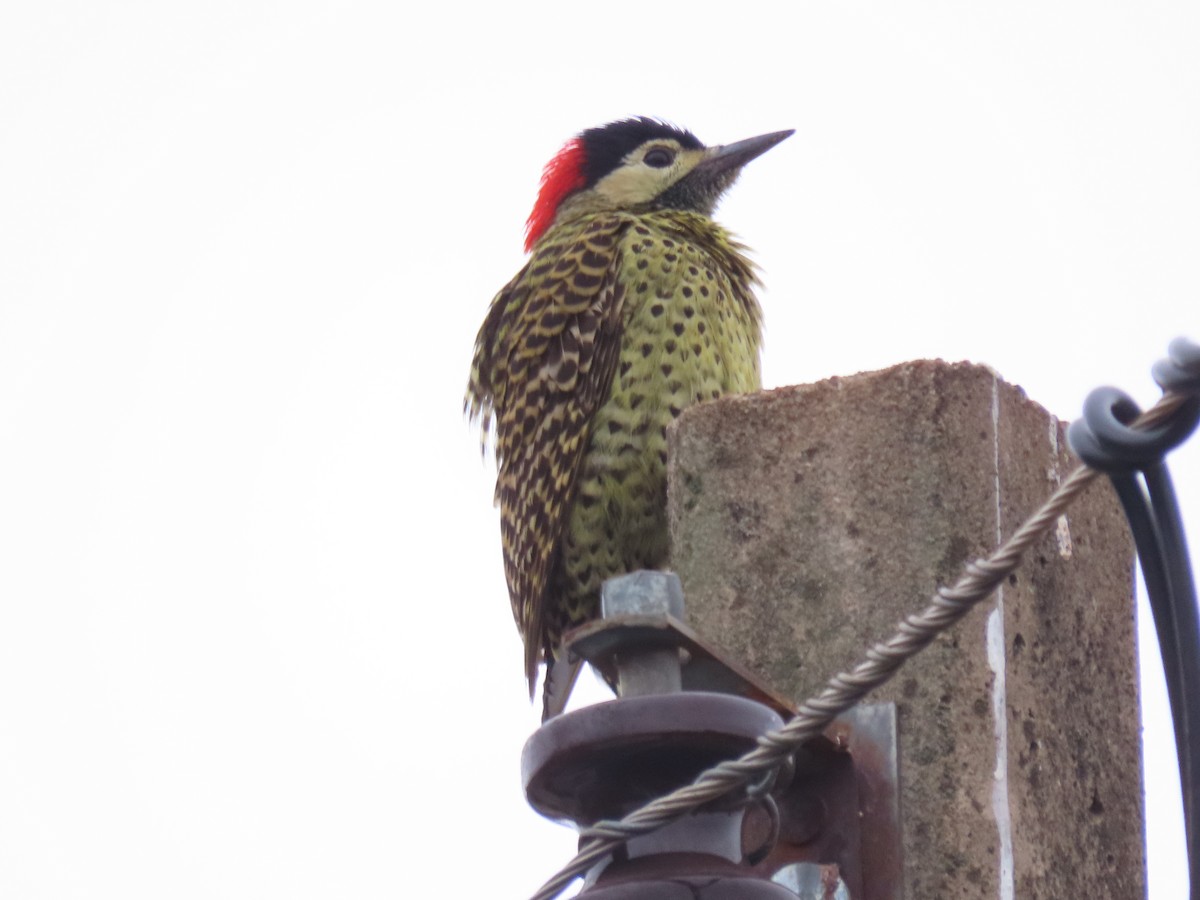 Green-barred Woodpecker - ML619730189