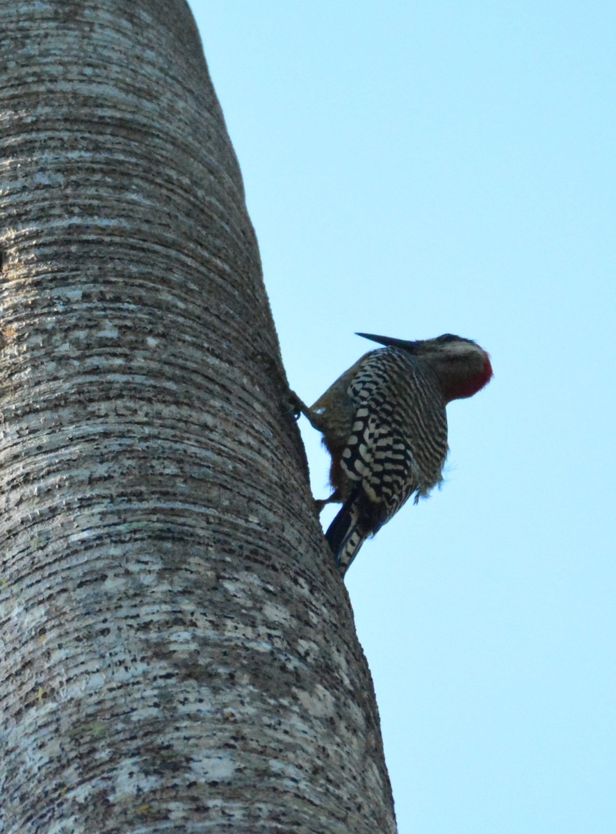 West Indian Woodpecker - ML619730190