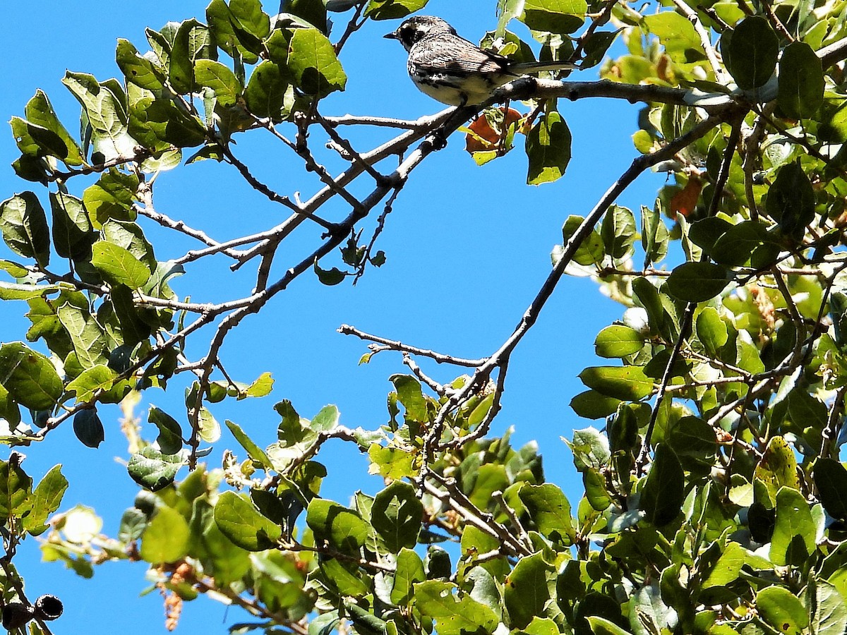 Black-throated Gray Warbler - ML619730199