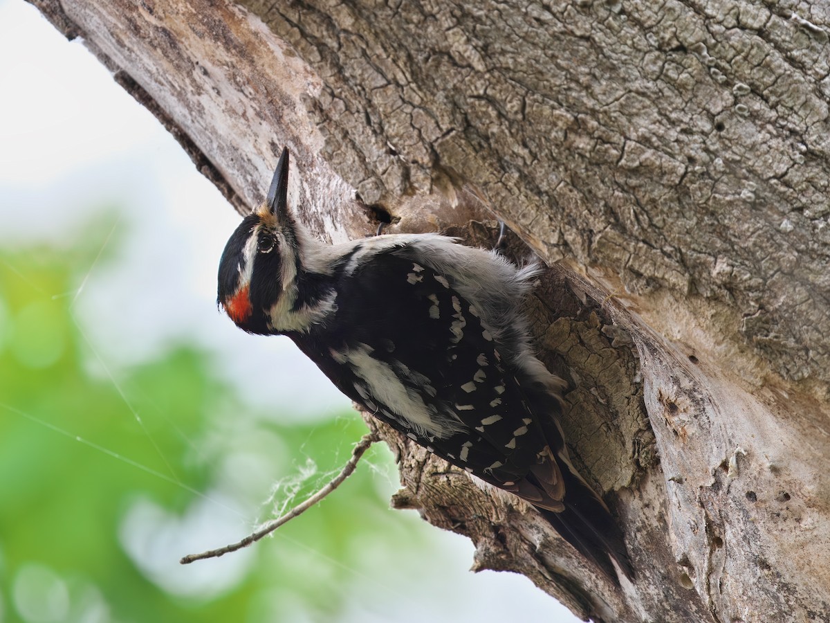 Hairy Woodpecker - ML619730210
