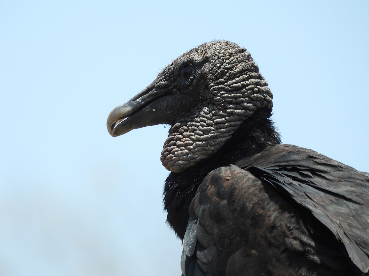 Black Vulture - ML619730243