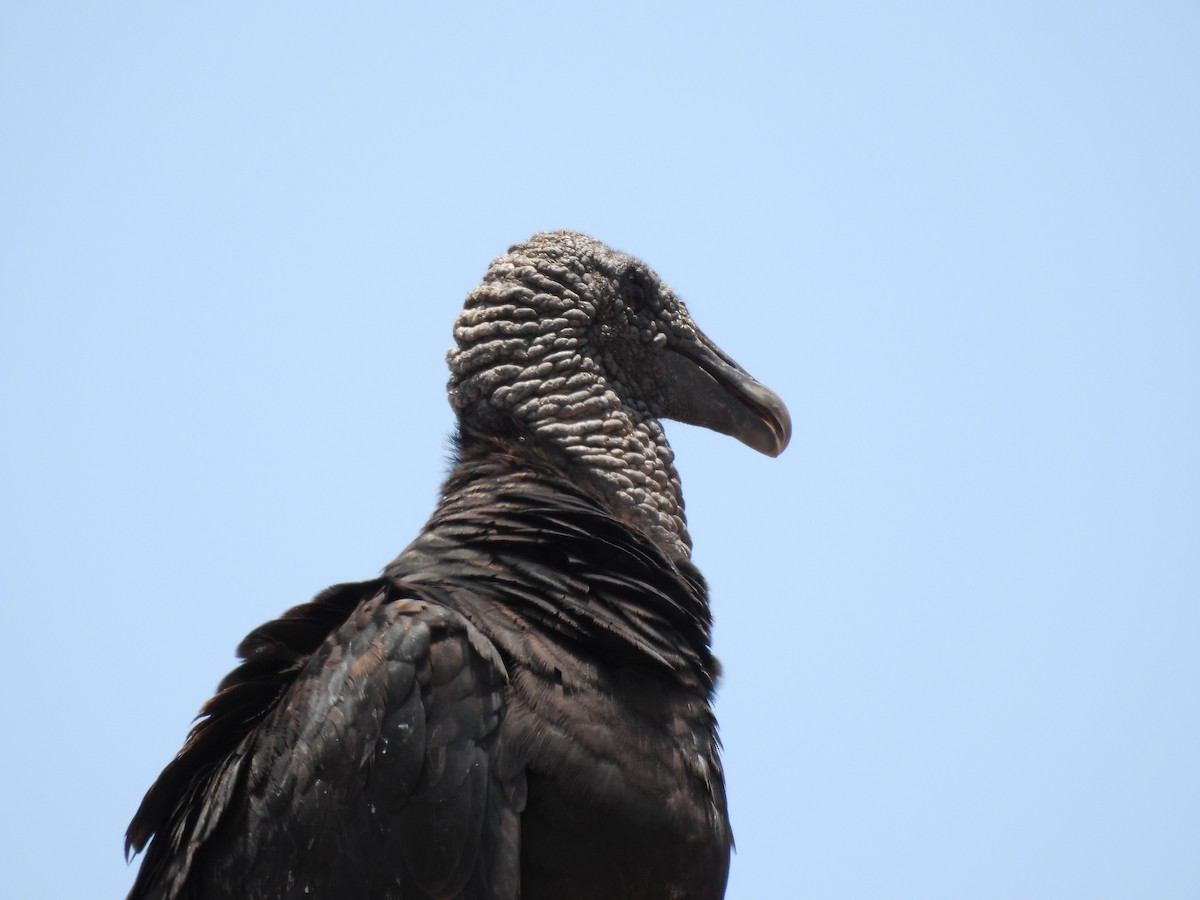 Black Vulture - ML619730248